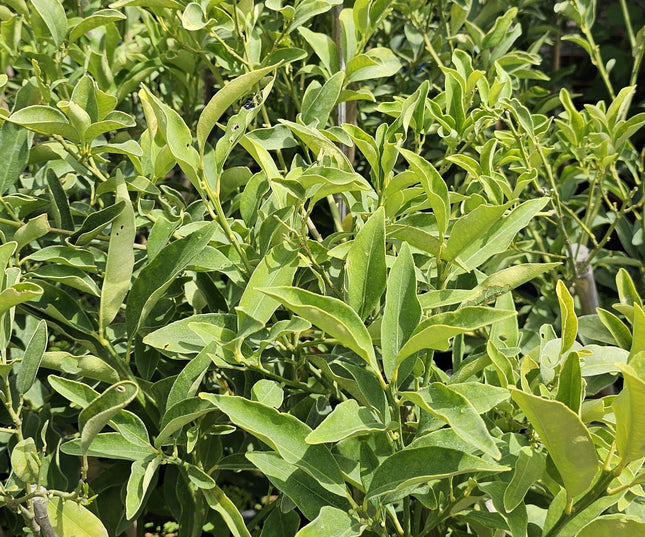 Árbol de Kumquat con pequeños frutos naranjas cítricos comestibles