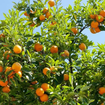 Árbol de Naranjo con flores de azahar y frutos cítricos