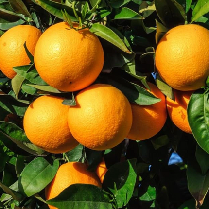 Naranjo árbol frutal flores blancas aromáticas