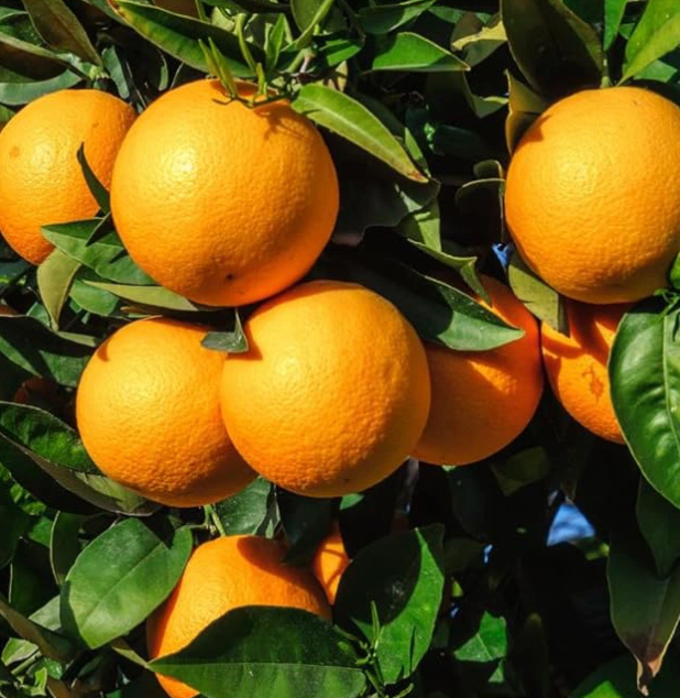 Naranjo árbol frutal flores blancas aromáticas