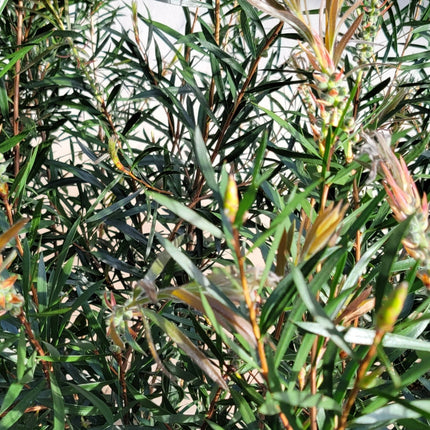 Callistemon Nieve en Verano con flores plumosas blancas en arbusto