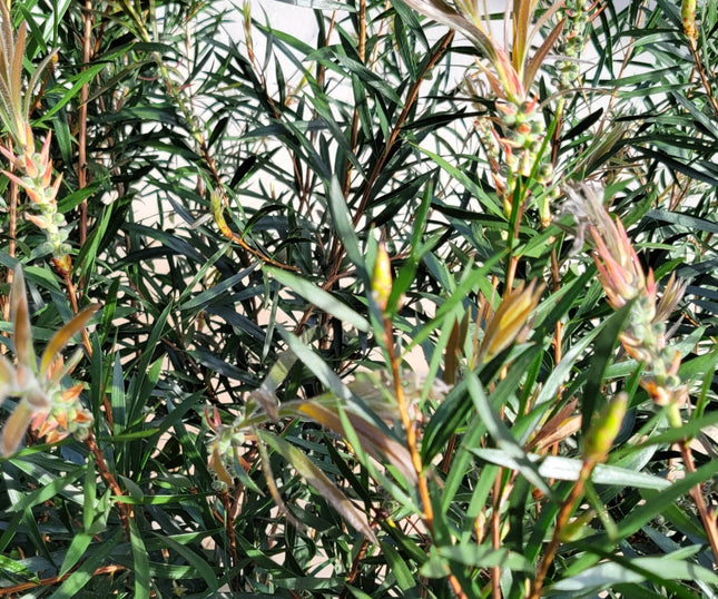 Callistemon Nieve en Verano con flores plumosas blancas en arbusto