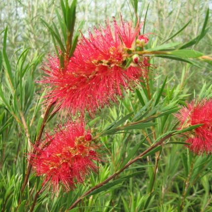 Nieve en verano (Callistemon) | Vegago Chile