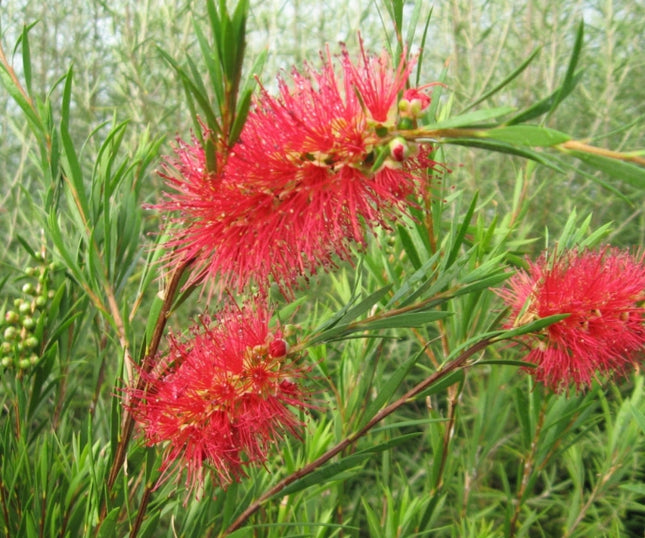 Nieve en verano (Callistemon) | Vegago Chile