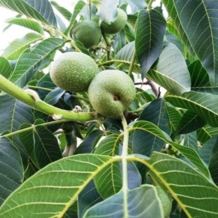 Nogal frutal para producción de nueces en grandes jardines