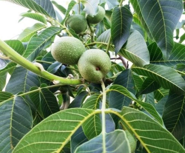 Nogal frutal para producción de nueces en grandes jardines