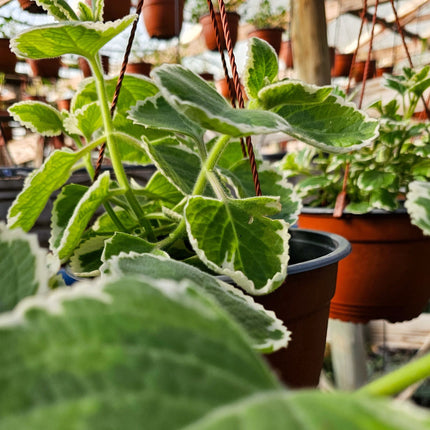 Planta Dólar Variegado u Orégano Francés con hojas carnosas