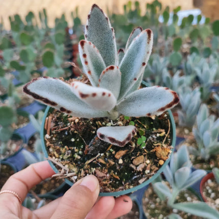 Kalanchoe tomentosa orejas de panda con hojas vellosas y bordes café