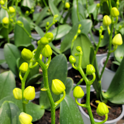 Orquidea-phalaeonopsis