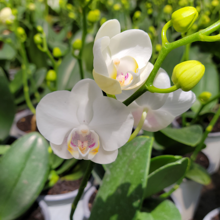 Orquídea Phalaenopsis en flor con pétalos blancos y centro fucsia