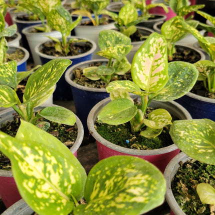 Aglaonema Osaka con tallos y nervaduras en color rojo vibrante