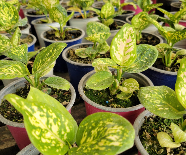 Aglaonema Osaka con tallos y nervaduras en color rojo vibrante