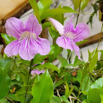 Bignonia Rosa (Podranea Ricasoliana), Mediana Plus (M24) | Gardekin.com