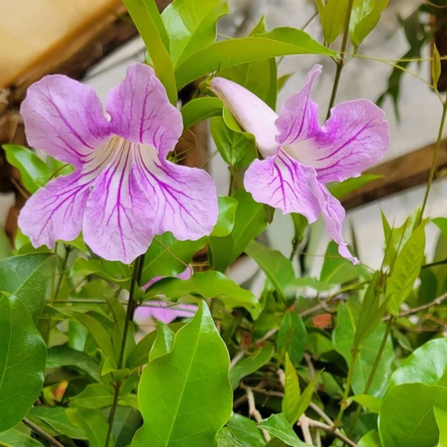 Bignonia Rosa (Podranea Ricasoliana), Mediana Plus (M24) | Gardekin.com
