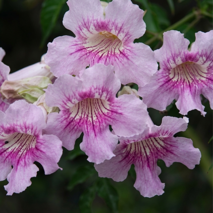 Bignonia Rosa (Podranea Ricasoliana), Mediana Plus (M24) | Gardekin.com