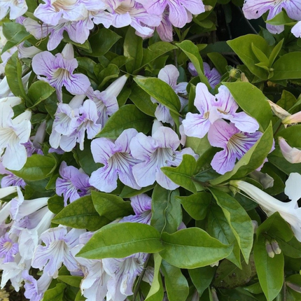 Bignonia Rosa (Podranea Ricasoliana), Mediana Plus (M24) | Gardekin.com