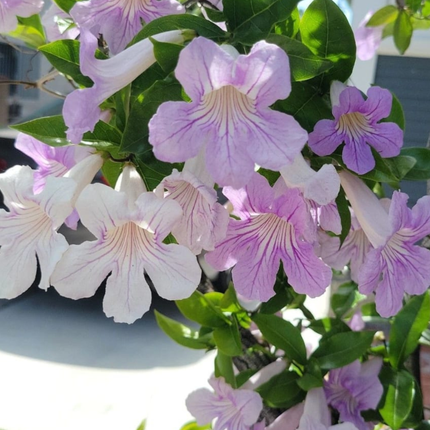 Bignonia Rosa (Podranea Ricasoliana), Mediana Plus (M24) | Gardekin.com