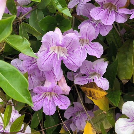 Bignonia Rosa (Podranea Ricasoliana), Mediana Plus (M24) | Gardekin.com