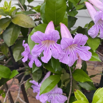 Bignonia Rosa (Podranea Ricasoliana), Mediana Plus (M24) | Gardekin.com