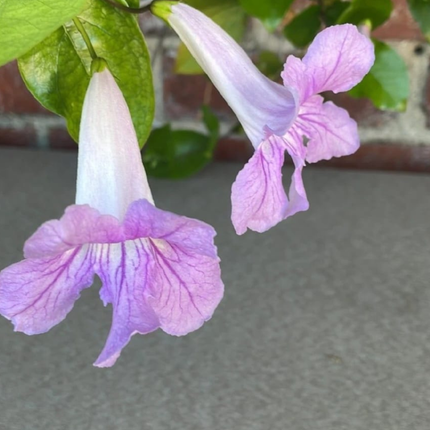 Bignonia Rosa (Podranea Ricasoliana), Mediana Plus (M24) | Gardekin.com