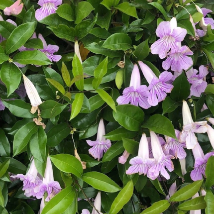 Bignonia Rosa (Podranea Ricasoliana), Mediana Plus (M24) | Gardekin.com