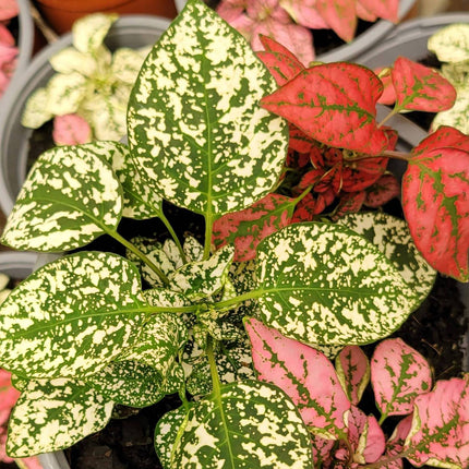 Hypoestes Paleta de Pintor con manchas rosas y blancas en hojas