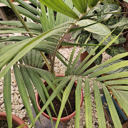 Palmera Kentia Howea forsteriana de hojas largas arqueadas
