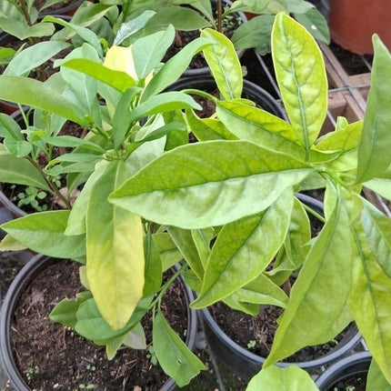 Árbol de Palto variedad Diamelo listo para plantación frutal