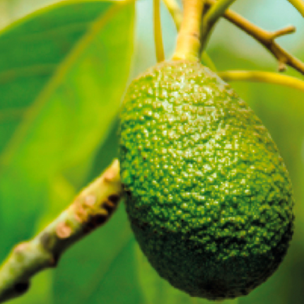 Árbol de Palta o Palto de follaje verde oscuro perenne