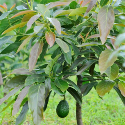 Palto árbol frutal aguacate follaje verde perenne