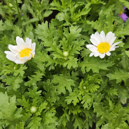 Margarita de los Pantanos Leucanthemum paludosum, flores blancas abundantes