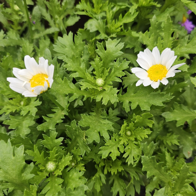 Margarita de los Pantanos Leucanthemum paludosum, flores blancas abundantes