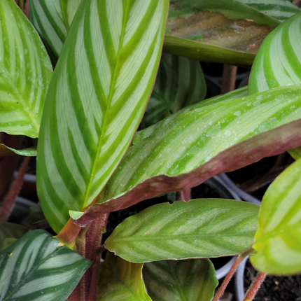 Papel-de-musica-Ctenanthe-setosa