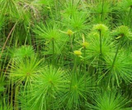 Cyperus papyrus Papiro Egipcio de tallos altos y corona plumosa