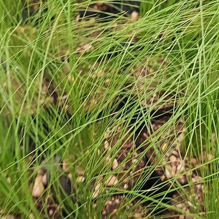 Stipa tenuissima pasto paragua con espigas finas doradas