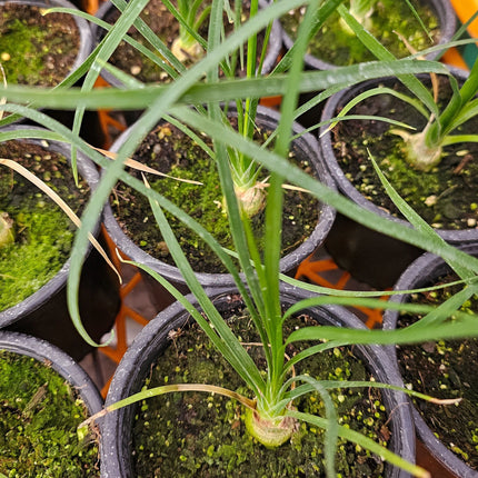 Pata-elefante-Beaucarnea-recurvata