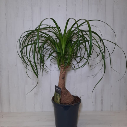Beaucarnea recurvata Pata de Elefante con base de tronco ancha