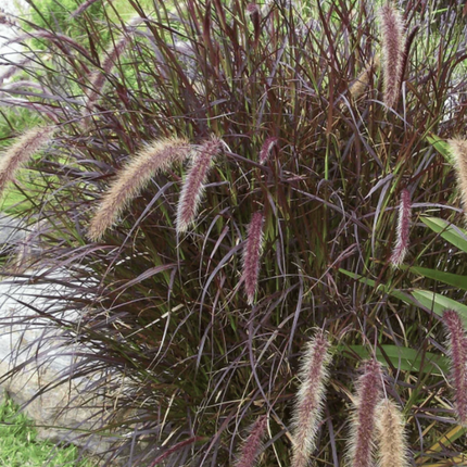 Rabo de gato (Pennisetum rubra); Pequeño (M10)  | Gardekin Chile