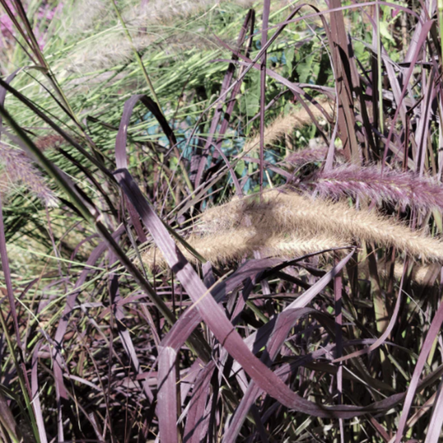 Pennisetum rubrum rabo de gato con espigas púrpuras