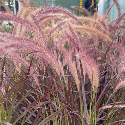 Rabo de gato (Pennisetum rubra); Pequeño (M10)  | Gardekin Chile