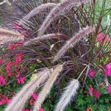 Rabo de gato (Pennisetum rubra); Pequeño (M10)  | Gardekin Chile