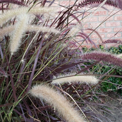 Rabo de gato (Pennisetum rubra); Pequeño (M10)  | Gardekin Chile