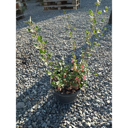 Peperomia-Red-Log