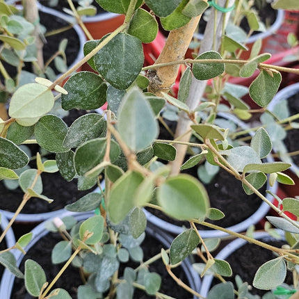 Peperomia Red Log con envés de las hojas color rojo intenso
