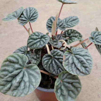 Peperomia Caperata de hojas color borgoña con textura profunda