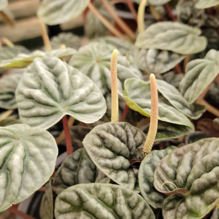 Cola De Ratón  (Peperomia Caperata); Pequeña (M13)  | Gardekin Chile