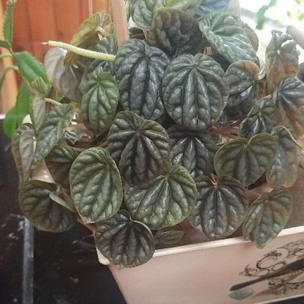 Cola De Ratón  (Peperomia Caperata); Pequeña (M13)  | Gardekin Chile