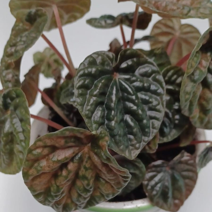 Cola De Ratón  (Peperomia Caperata); Pequeña (M13)  | Gardekin Chile