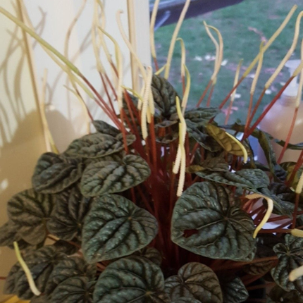 Cola De Ratón  (Peperomia Caperata); Pequeña (M13)  | Gardekin Chile