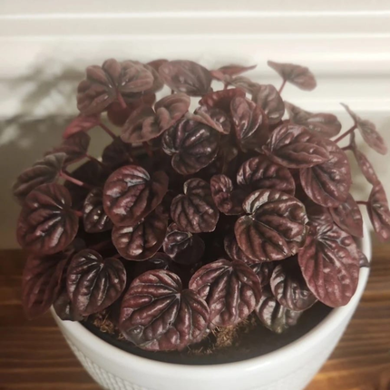 Cola De Ratón  (Peperomia Caperata); Pequeña (M13)  | Gardekin Chile